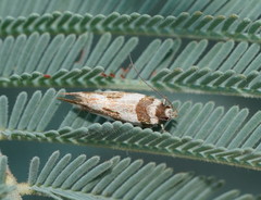 Macrobathra desmotoma