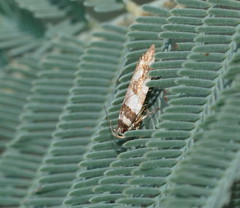 Macrobathra desmotoma