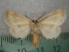 Epicoma subargentata