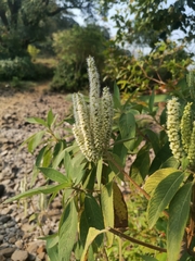 Colebrookea oppositifolia