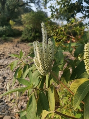 Colebrookea oppositifolia