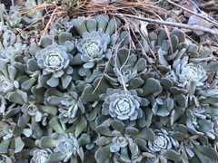 Sedum oblanceolatum
