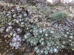 Sedum oblanceolatum