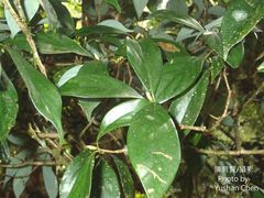 Nothaphoebe konishii