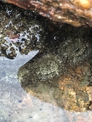 Anthopleura dixoniana