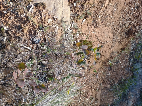 Image of Berberis pumila by no rights reserved