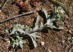 Gamochaeta stagnalis