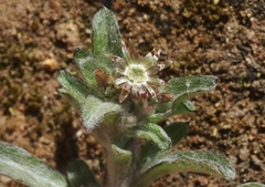 Gamochaeta stagnalis