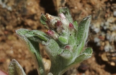 Gamochaeta stagnalis