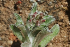 Gamochaeta stagnalis