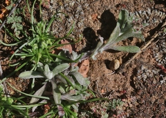 Gamochaeta stagnalis