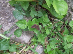 Lepidoptera