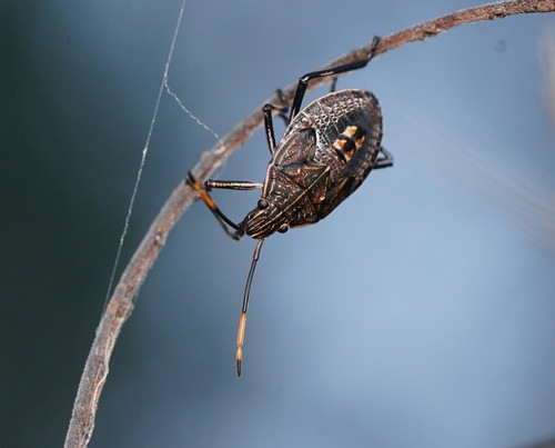 Gum Tree Shield Bug
