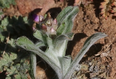 Gamochaeta stagnalis