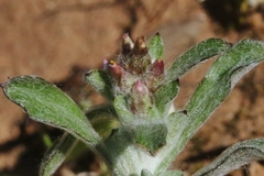 Gamochaeta stagnalis