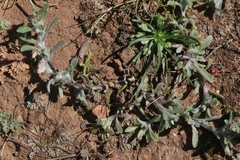 Gamochaeta stagnalis