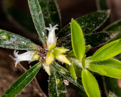 Pentachondra dehiscens