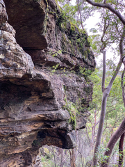 Pentachondra dehiscens