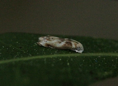Image of Dryadaula terpsichorella