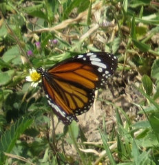 Danaus genutia
