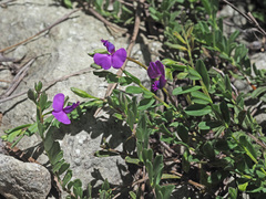 Polygala praticola