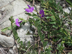 Polygala praticola