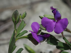 Polygala praticola