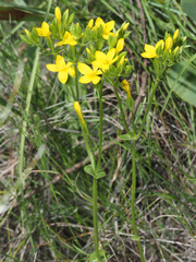 Sebaea sedoides