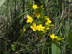 Sebaea sedoides