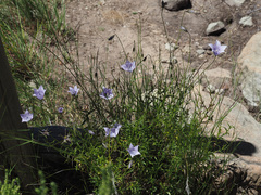 Wahlenbergia cuspidata