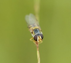 Simosyrphus grandicornis