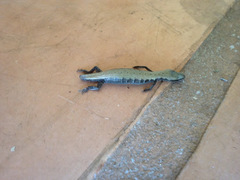 Elgaria multicarinata multicarinata