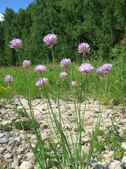 Allium altyncolicum