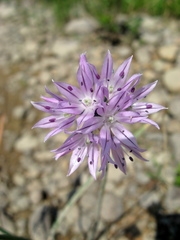 Allium altyncolicum