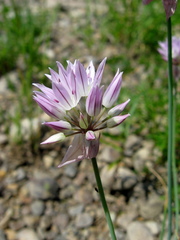 Allium altyncolicum