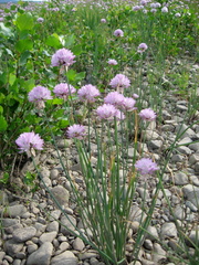 Allium altyncolicum