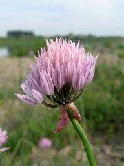 Allium altyncolicum