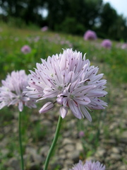 Allium altyncolicum