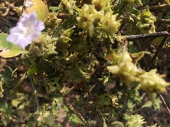 Strobilanthes ixiocephala