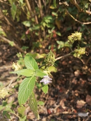 Strobilanthes ixiocephala