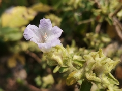 Strobilanthes ixiocephala