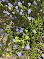Ceanothus dentatus