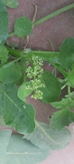 Rumex spinosus