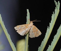 Musotima ochropteralis
