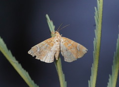 Musotima ochropteralis