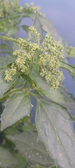 Chenopodiastrum murale