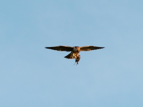 Halcón peregrino (Falco peregrinus)
