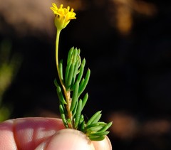 Euryops nodosus