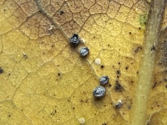 Euthoracaphis umbellulariae