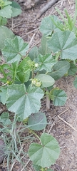Malva parviflora